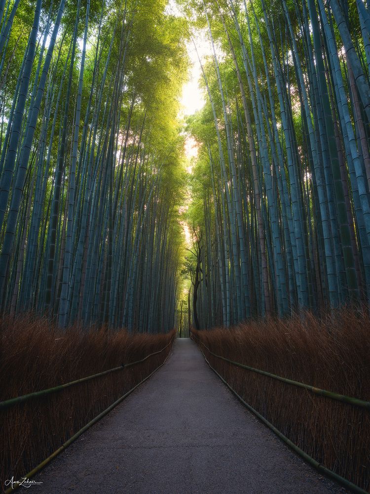 Arashiyama Bamboo Forest