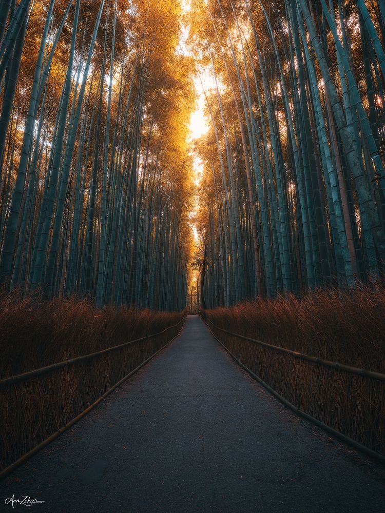 Arashiyama Bamboo Forest