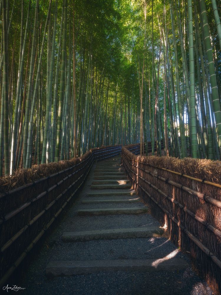 Arashiyama Bamboo Forest