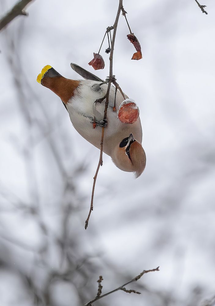 Акробат