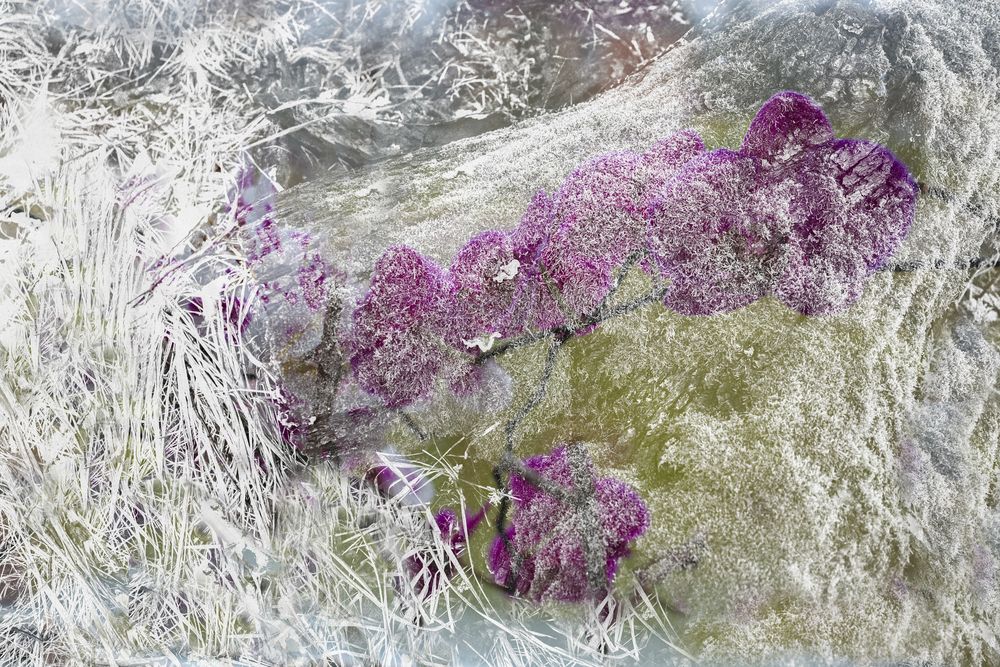 Celms, zieds, raksts