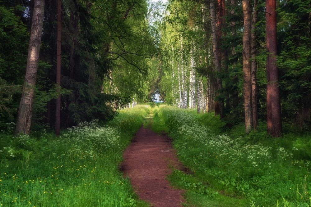 Павловский парк в летнем убранстве.