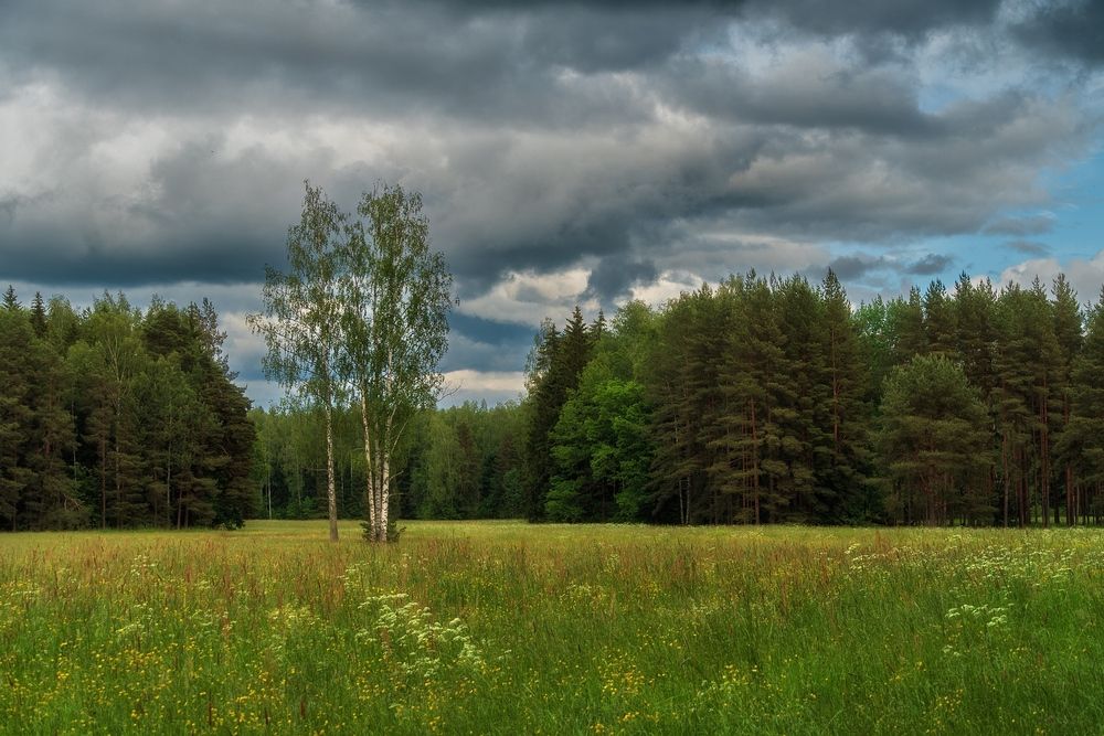 Павловский парк в летнем убранстве.