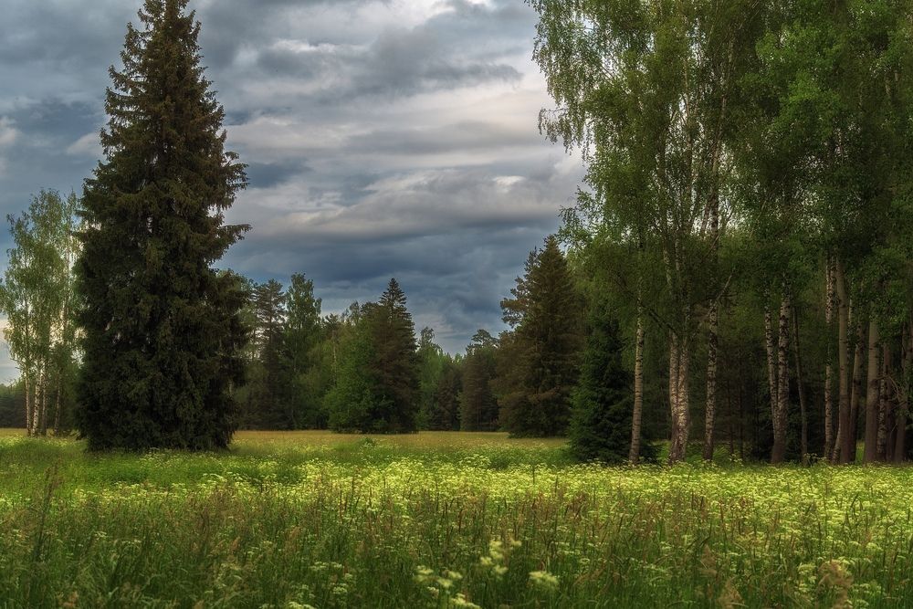 Павловский парк в летнем убранстве.