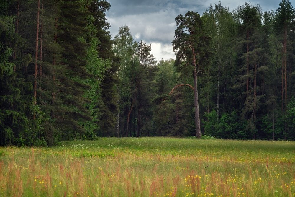 Павловский парк в летнем убранстве.