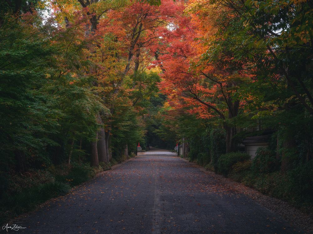 Japanese Forest