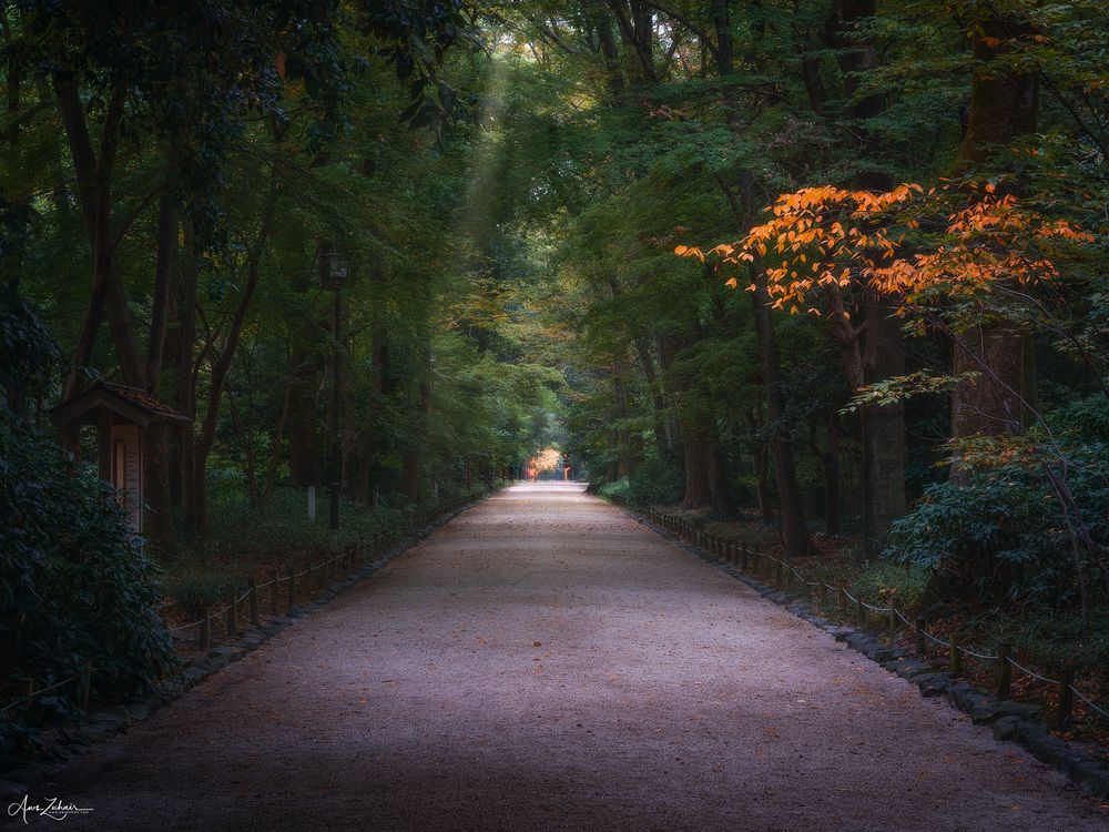 Japanese Forest