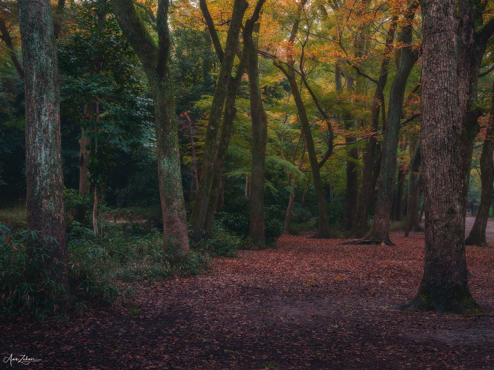 Japanese Forest
