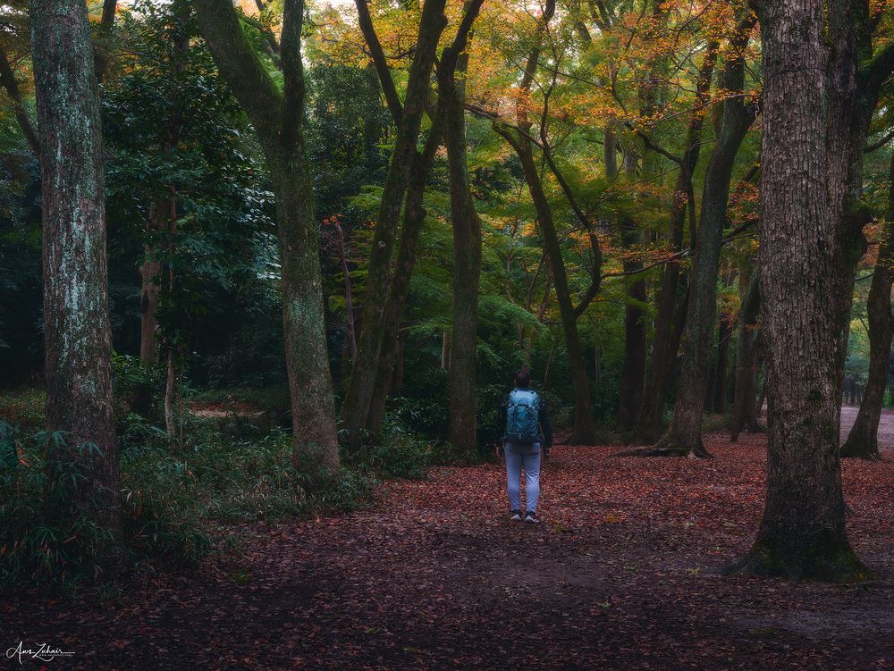 Japanese Forest
