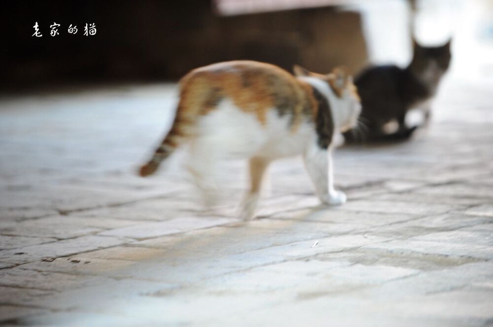 cat