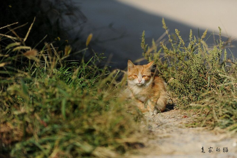 cat