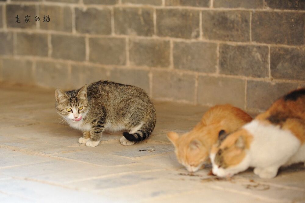 cat