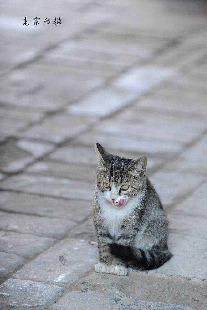 cat