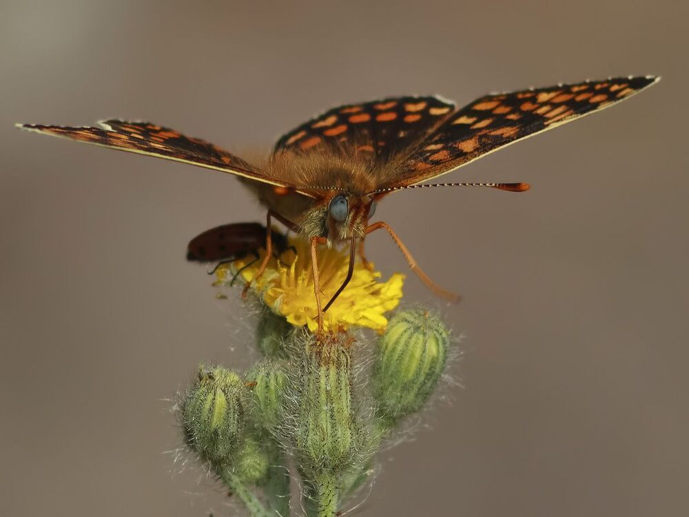 Melitaea