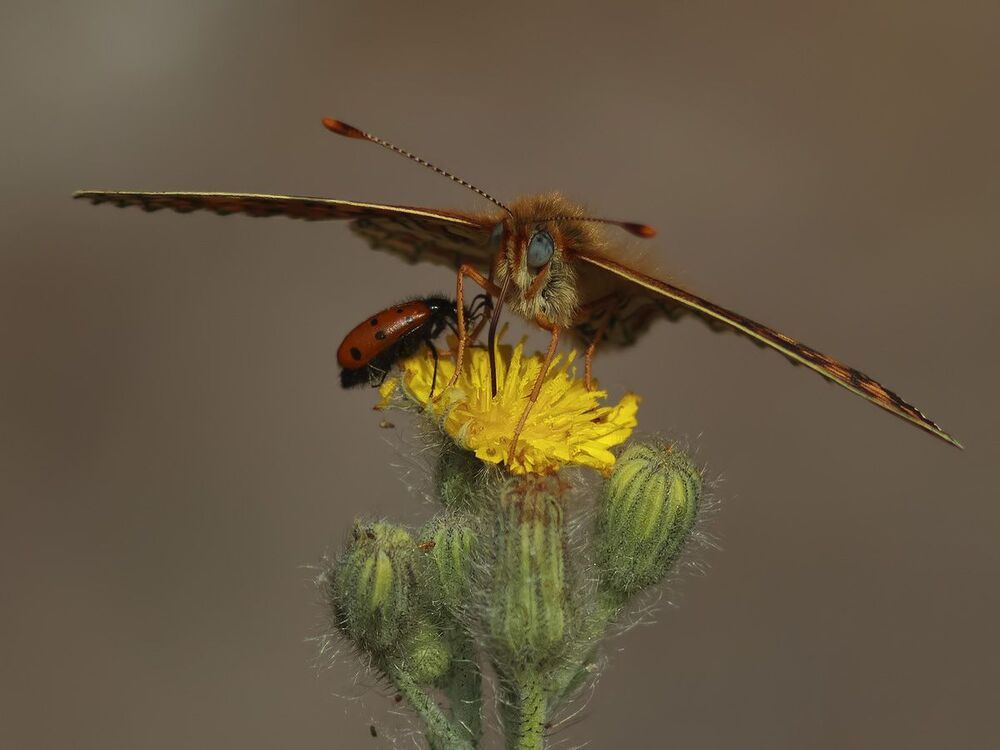 Melitaea