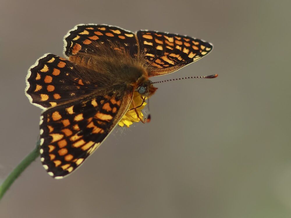 Melitaea