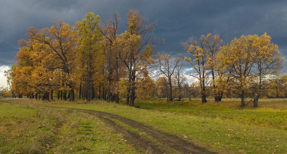 Про желтые листья
