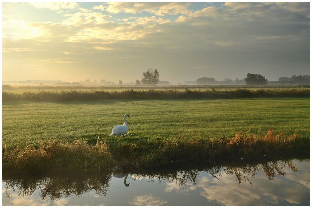 The idyllic wild swans in the morning light.