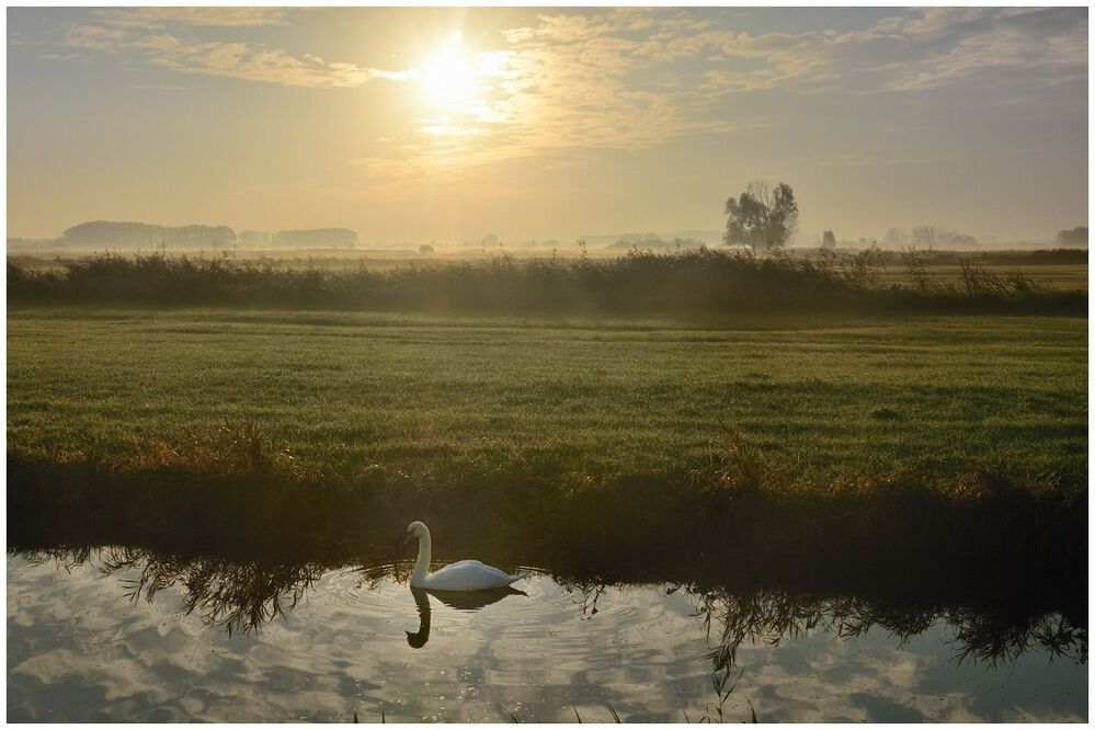 The idyllic wild swans in the morning light.