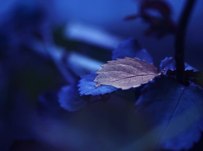 blue world.