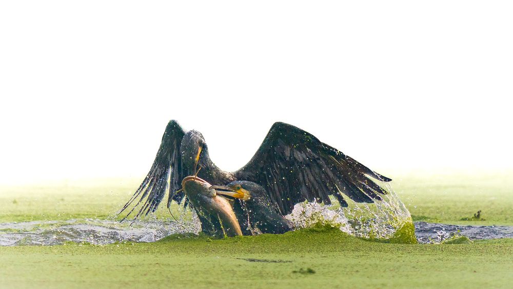Breath Of The Untamed