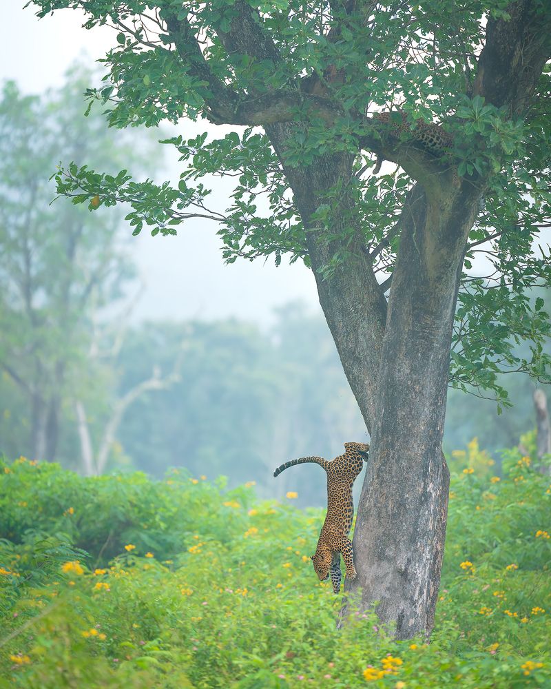Breath Of The Untamed