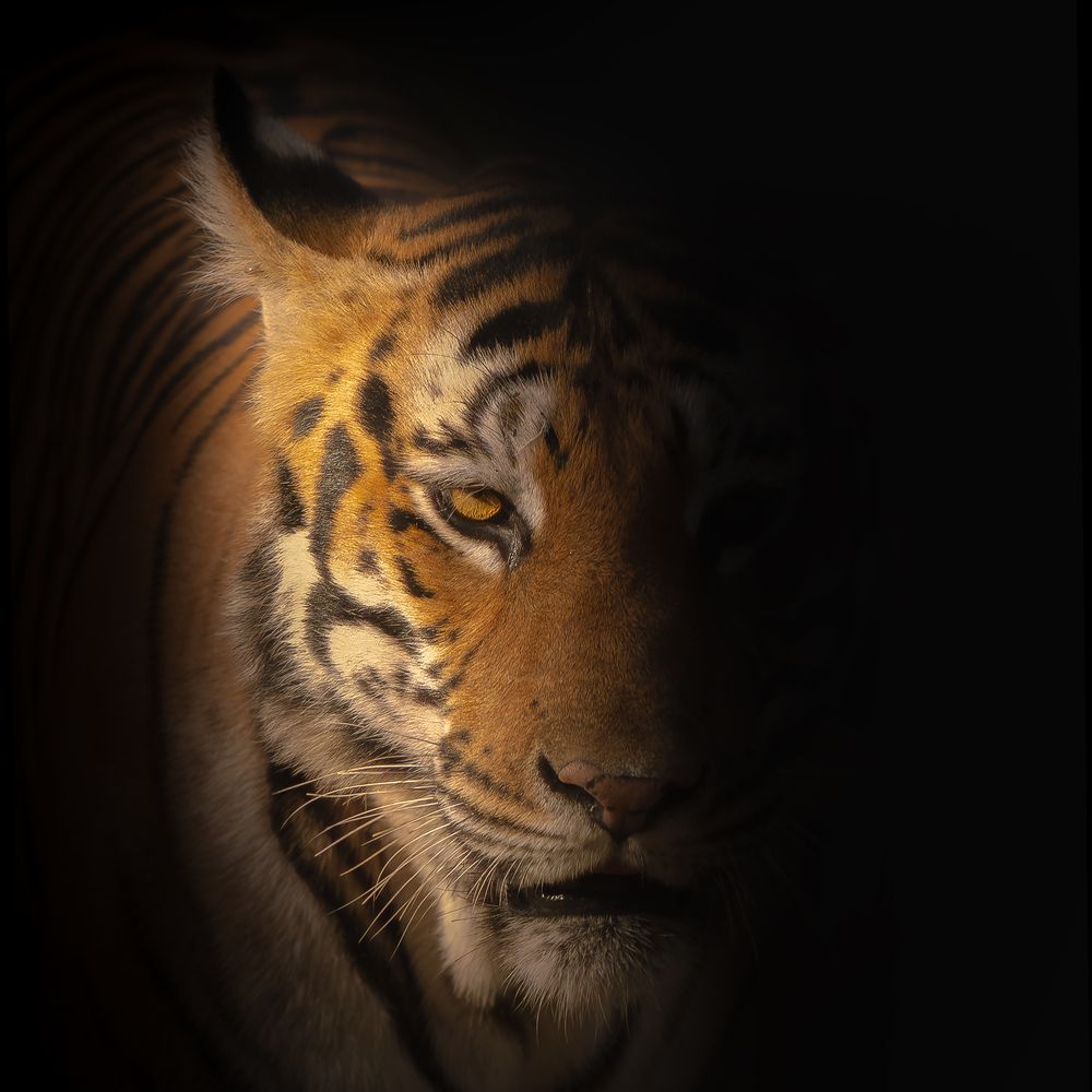 Breath Of The Untamed