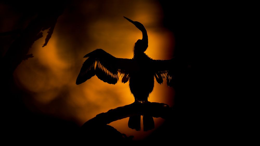 Breath Of The Untamed