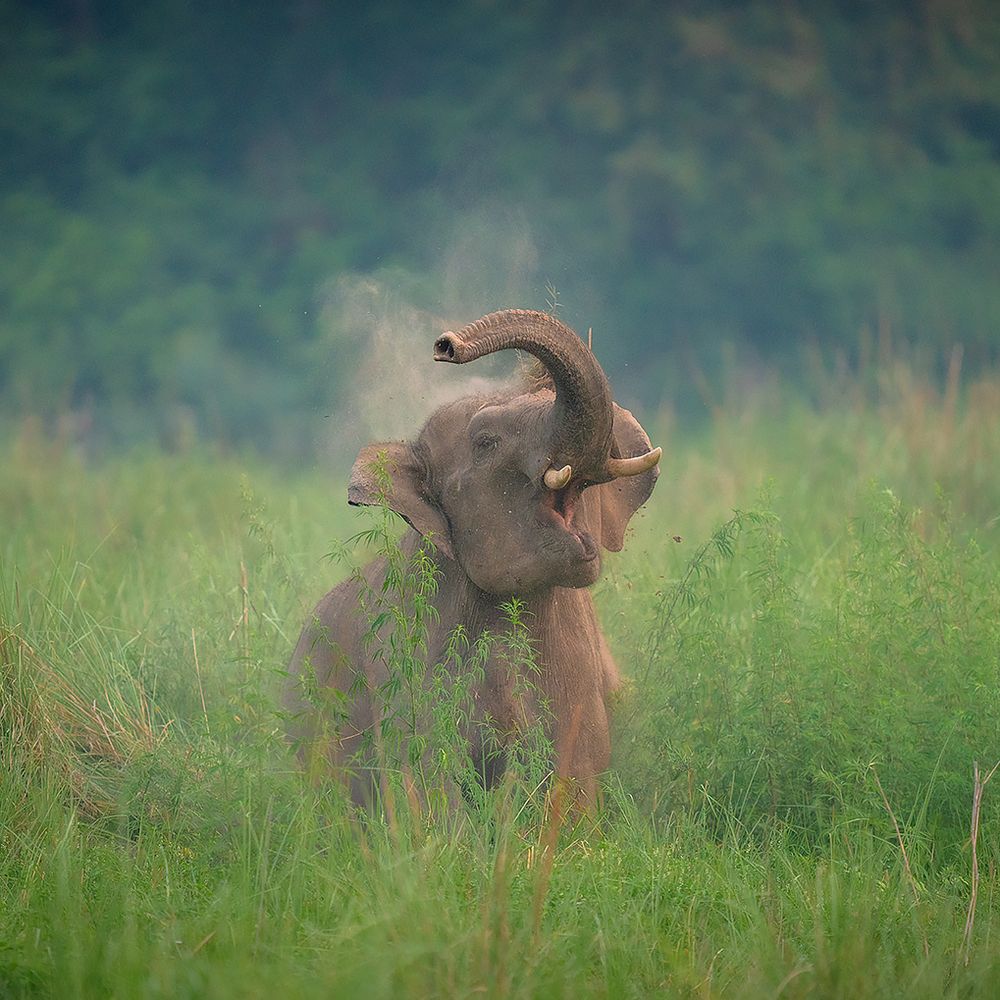 Breath Of The Untamed
