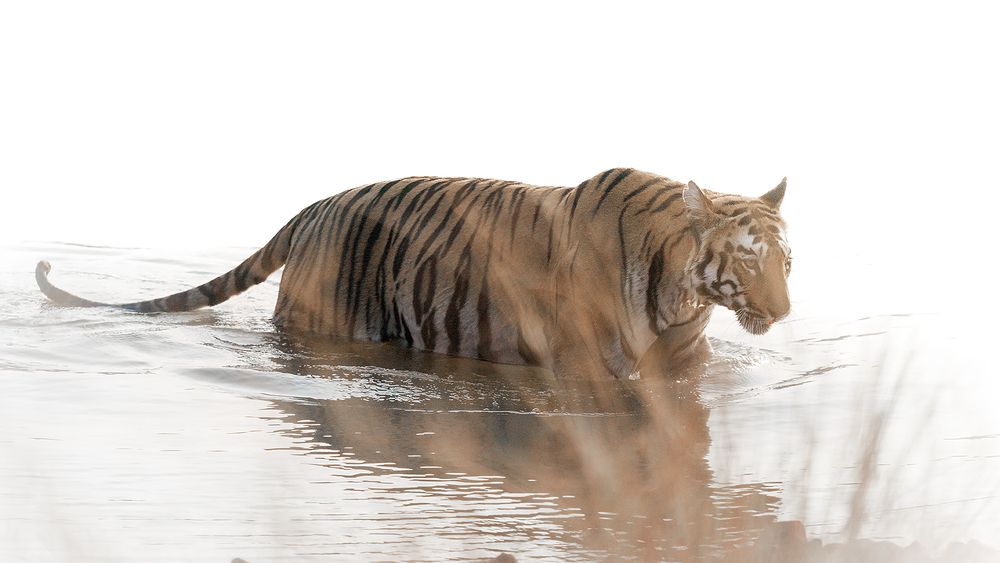 Breath Of The Untamed