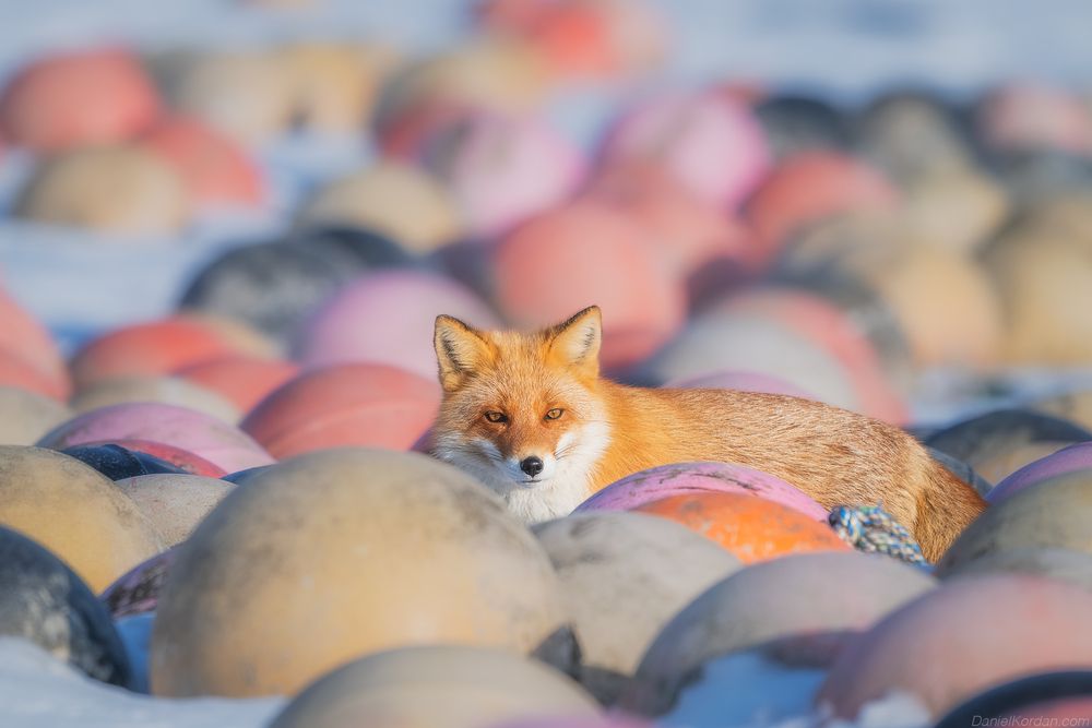 Hokkaido foxes