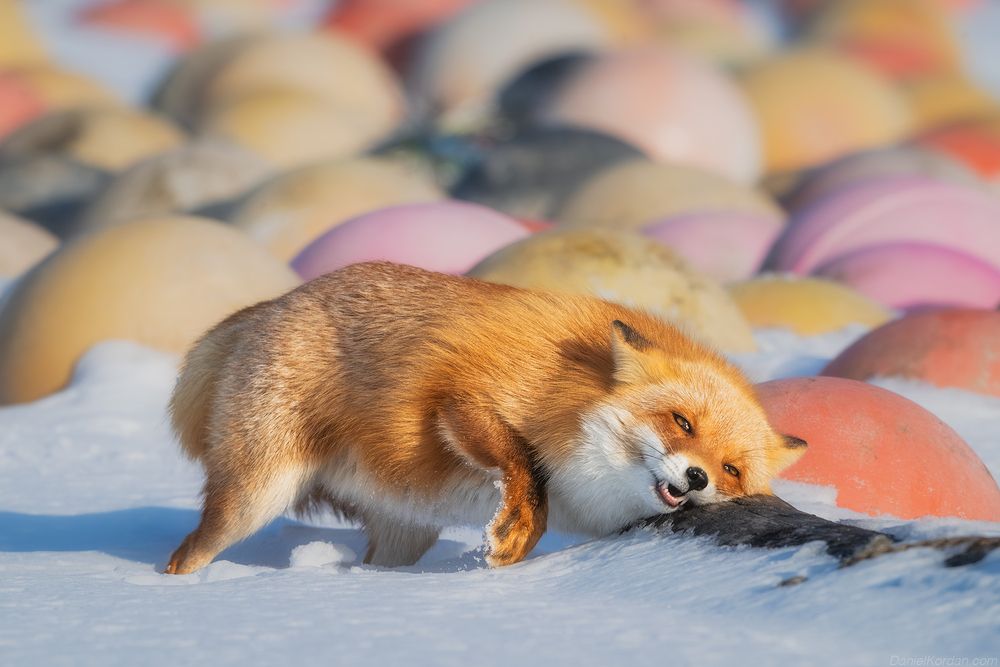 Hokkaido foxes