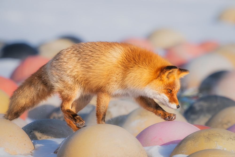 Hokkaido foxes