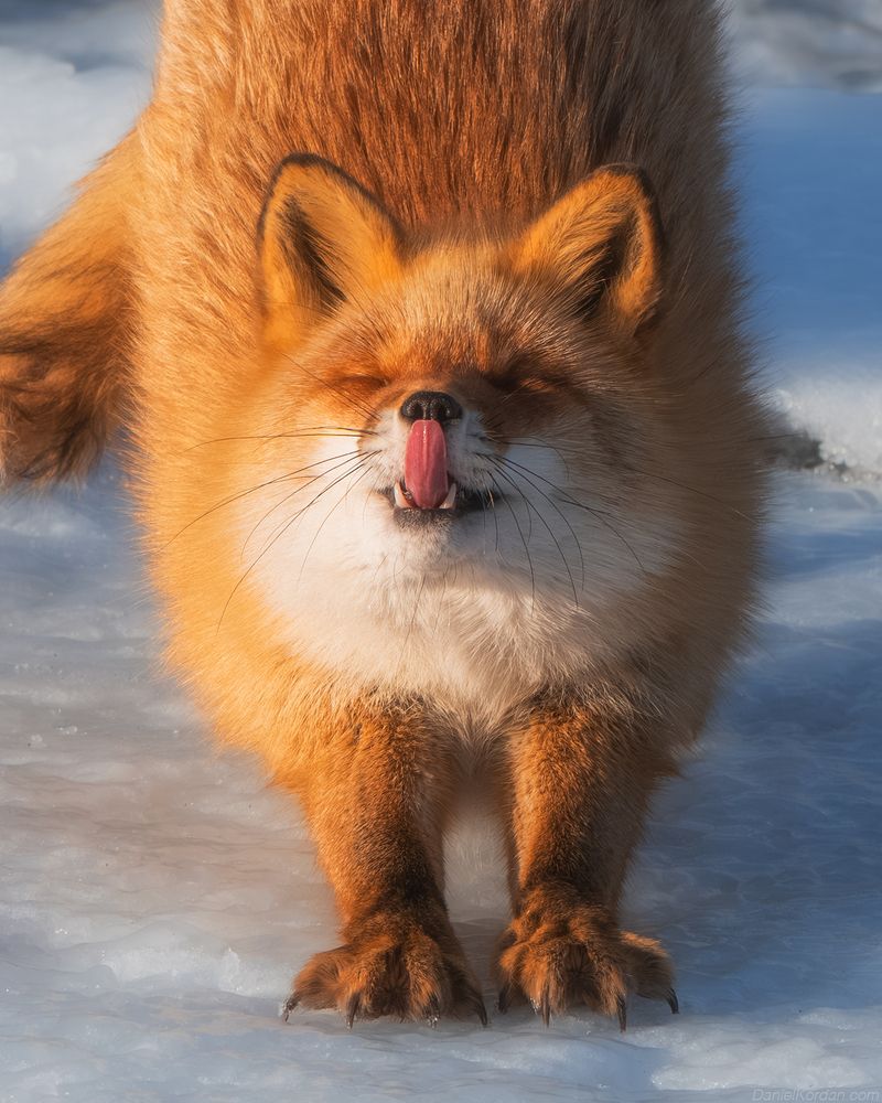 Hokkaido foxes