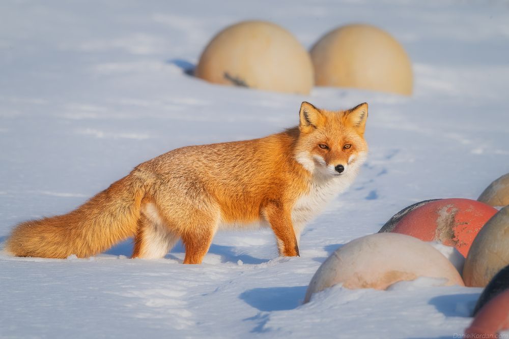 Hokkaido foxes