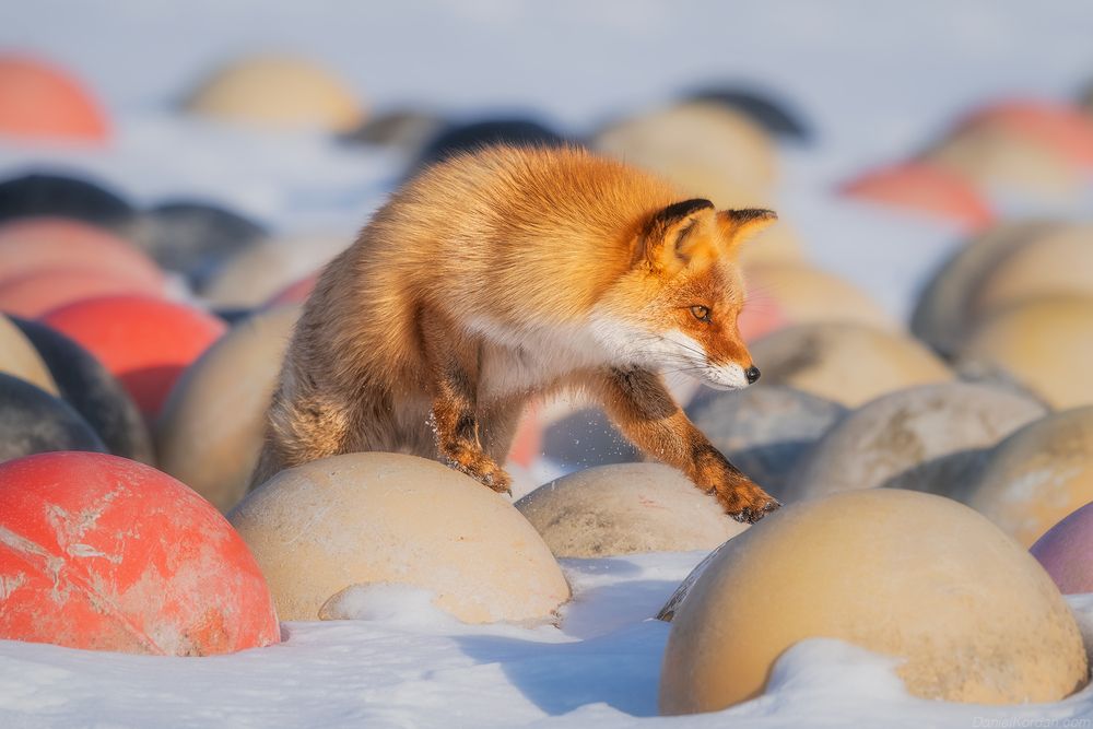 Hokkaido foxes