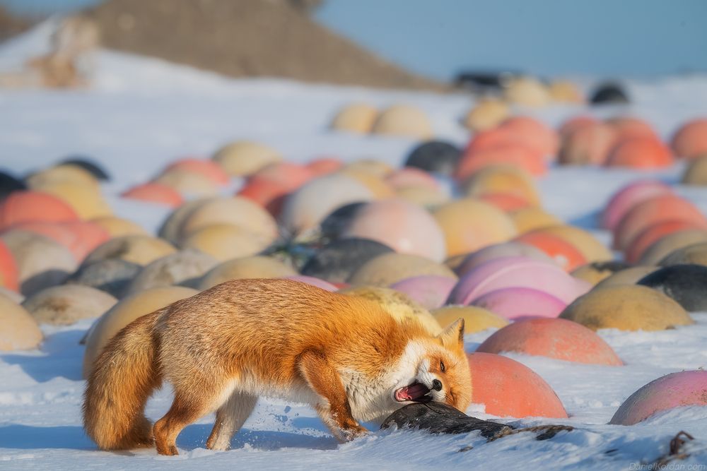 Hokkaido foxes