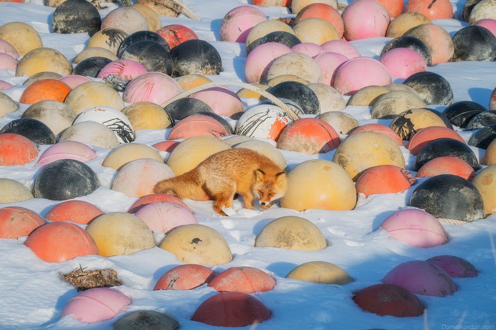 Hokkaido foxes