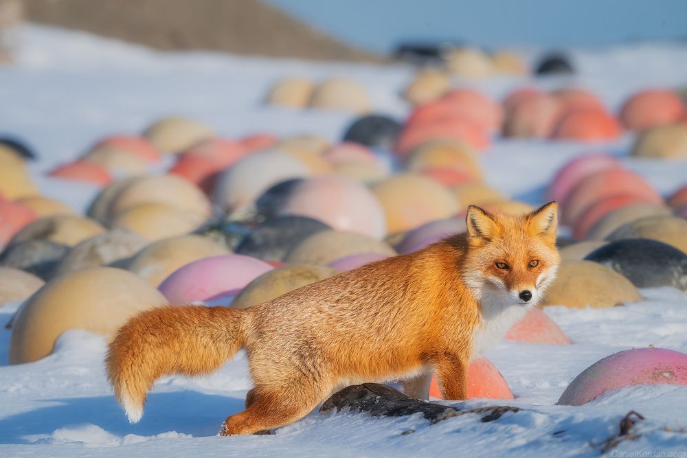Hokkaido foxes