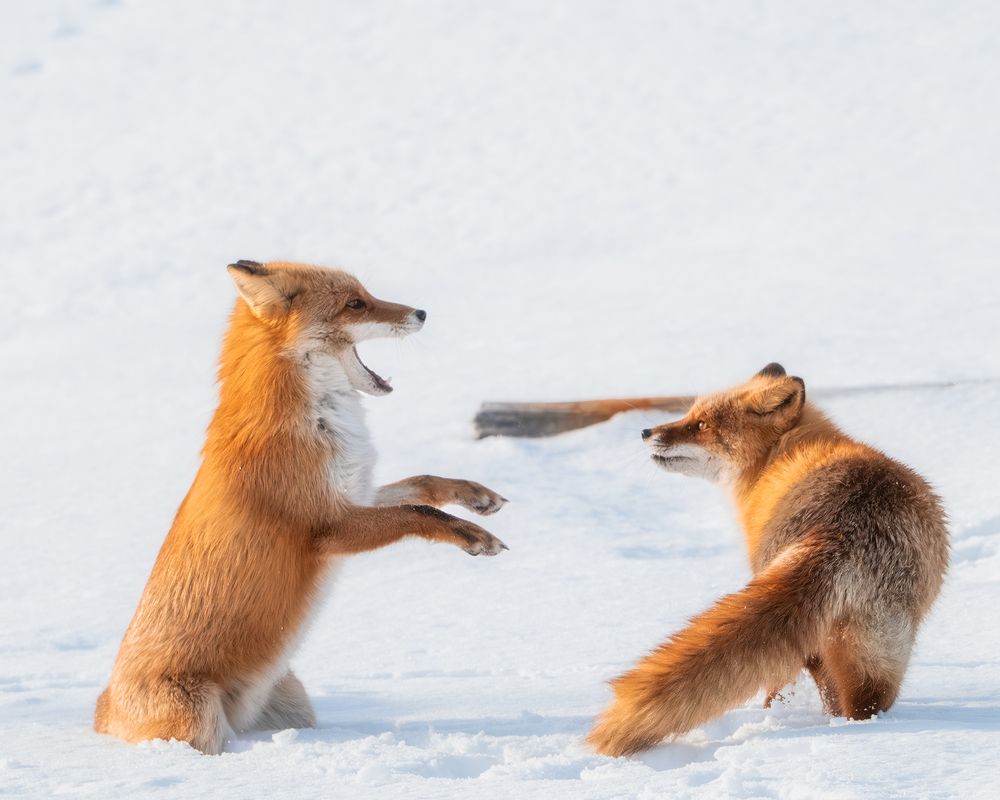 Hokkaido foxes