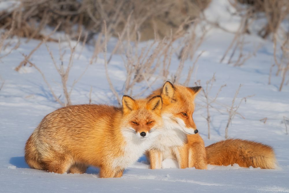 Hokkaido foxes