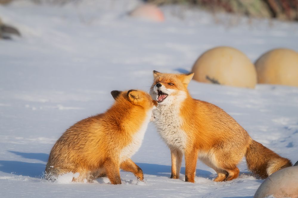 Hokkaido foxes