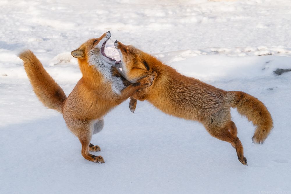 Hokkaido foxes