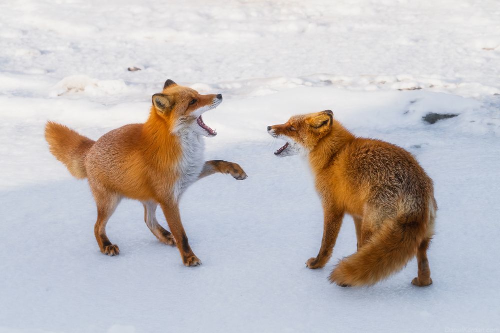 Hokkaido foxes