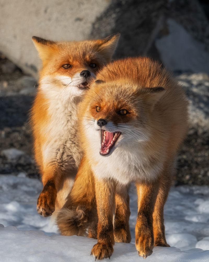 Hokkaido foxes