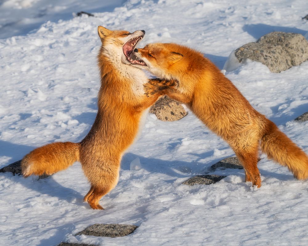 Hokkaido foxes