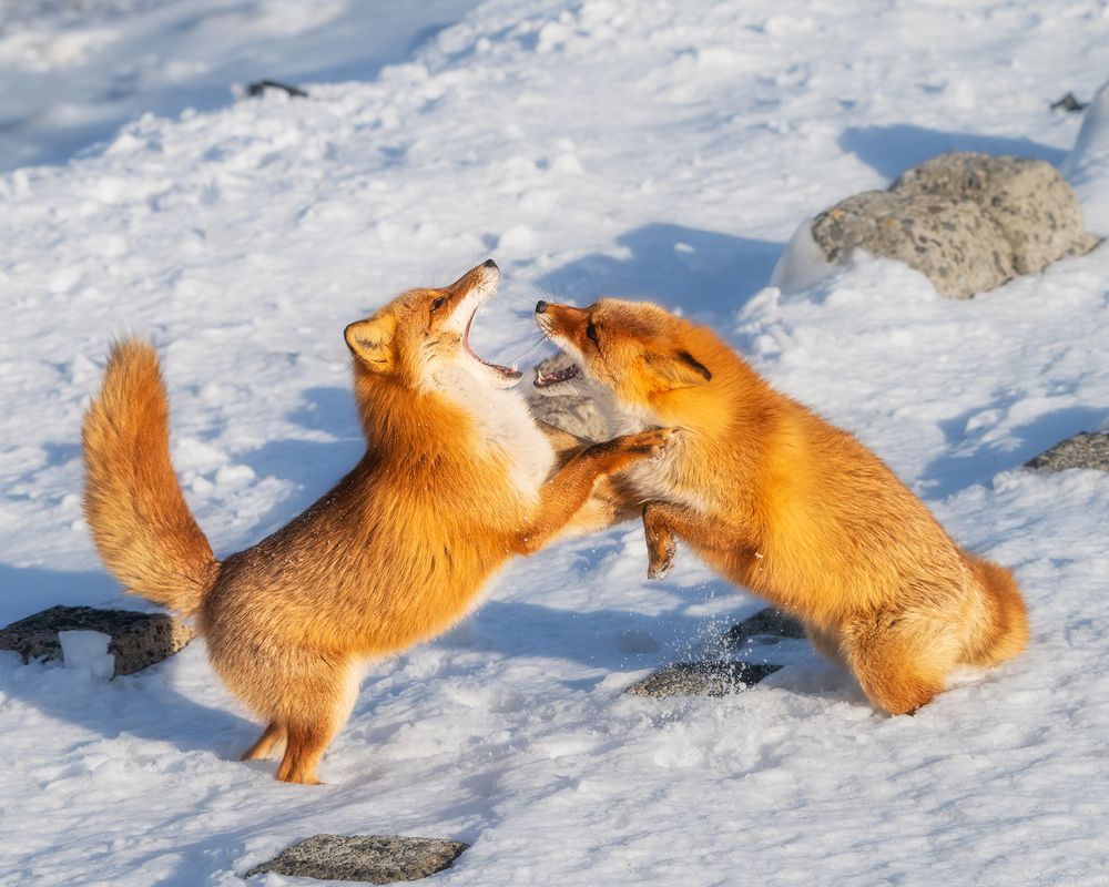 Hokkaido foxes