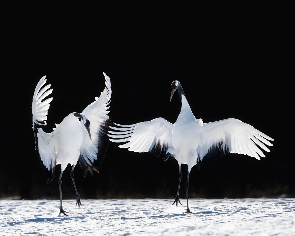 Tango in black and white