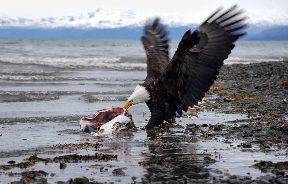 Bald Eagle,Alaska