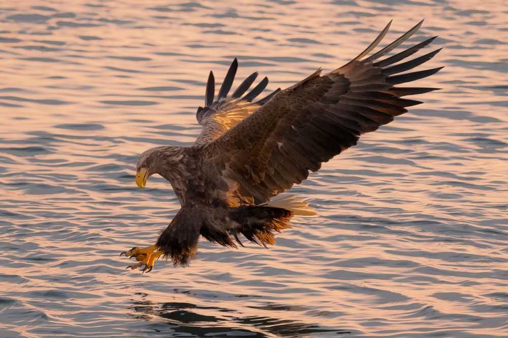 Орлан-белохвост (White-tailed Sea Eagle)